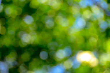 Bokeh arka plan neden ışık yaprakları ağaçların geçmek