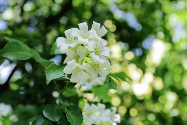 Murraya Paniculata Fehér Virág Narancssárga Lácza — Stock Fotó