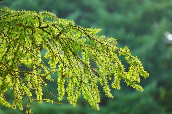 Borovice Listy Zelených Stromů Odpoledních Hodinách Přirozená — Stock fotografie