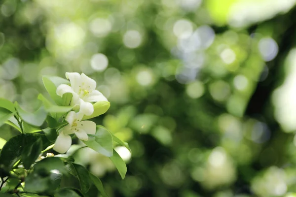 Murraya Paniculata Turuncu Yasemin Beyaz Çiçek — Stok fotoğraf