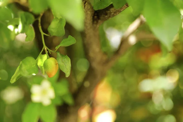 Murraya Paniculata Bunga Putih Dari Orange Jessamine — Stok Foto