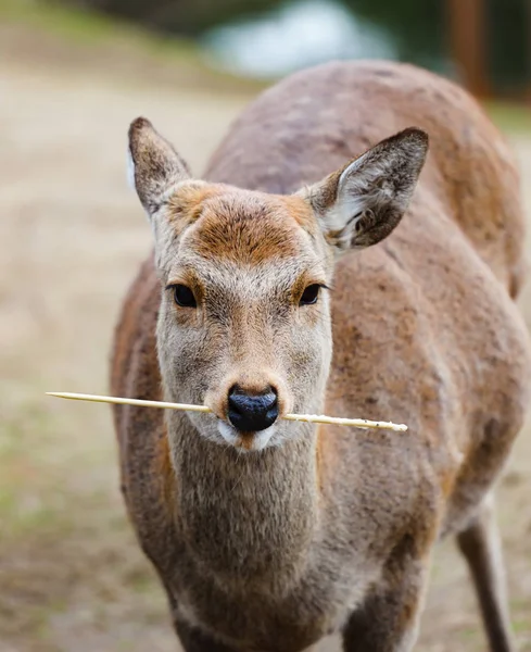 Олень Nara Парку Японія — стокове фото