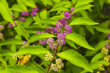 Beautyberry ağacı veya Amerikan beautyberry (Callicarpa americana) geçiş için olgunlaşmış mor ya da Beautyberry çalı olgunlaşmamış yeşil mor çilek ile