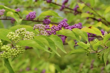 Beautyberry ağacı veya Amerikan beautyberry (Callicarpa americana) geçiş için olgunlaşmış mor ya da Beautyberry çalı olgunlaşmamış yeşil mor çilek ile