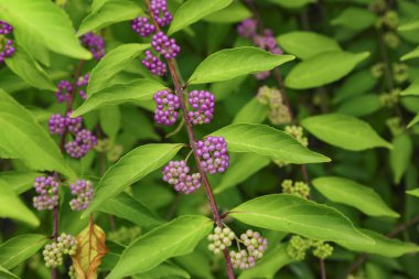 Beautyberry ağacı veya Amerikan beautyberry (Callicarpa americana) geçiş için olgunlaşmış mor ya da Beautyberry çalı olgunlaşmamış yeşil mor çilek ile