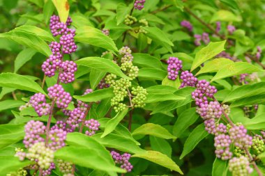 Beautyberry ağacı veya Amerikan beautyberry (Callicarpa americana) geçiş için olgunlaşmış mor ya da Beautyberry çalı olgunlaşmamış yeşil mor çilek ile