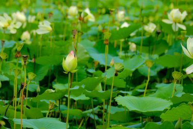 Lotus çiçeği Milli parkta gölet