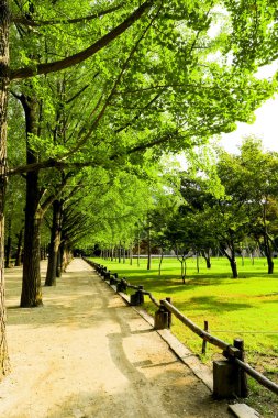 geçit ve yeşil ağaç tünel, namı ada, Güney Kore ve Güney Kore