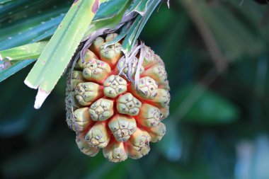 Çam (Pandanus tectorius veya Pandanus odoratissimus) deniz kenarında plajda vida