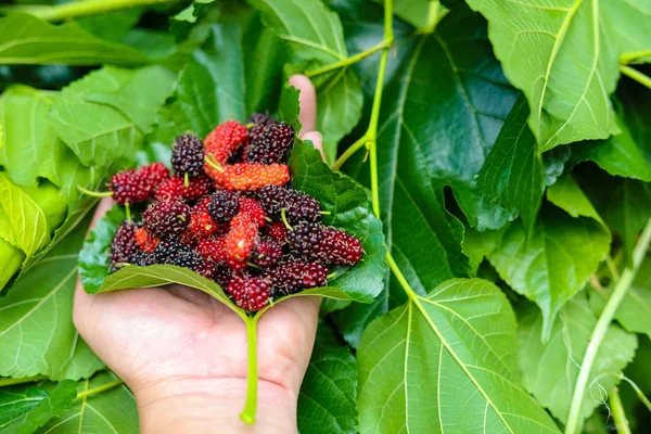 Fresh Mulberry Hand — Stock Photo, Image