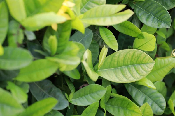 Hojas Verdes Flor Espiga Para Fondo Natural — Foto de Stock