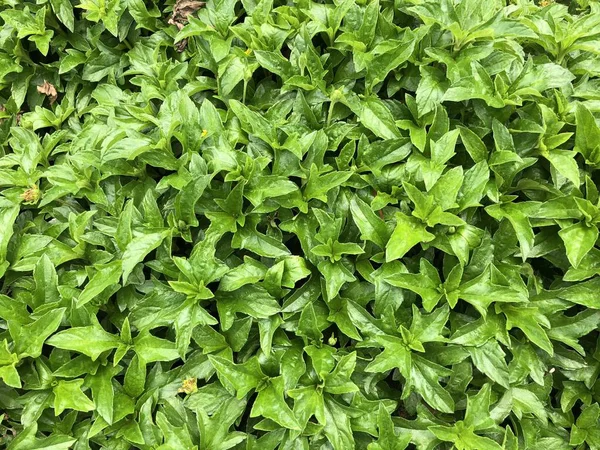 Foglie Verdi Fiore Punta Sfondo Naturale — Foto Stock