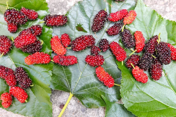 Fresh mulberry, black ripe and red unripe mulberries on the branch of tree.the closely related genus Broussonetia is also commonly known as mulberry — Stock Image Fresh Mulberry Black Ripe Red Unripe Mulberries Branch Tree Closely Royalty Free Stock Images