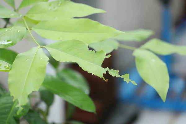 Las Hojas Son Comidas Por Insectos — Foto de Stock