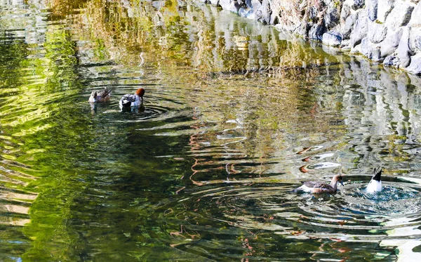 Teal Dabbling Duck Lagoa Com Fukuoka Ohori Park Japão — Fotografia de Stock