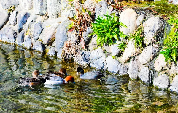 Teal Dabbling Duck Lagoa Com Fukuoka Ohori Park Japão — Fotografia de Stock