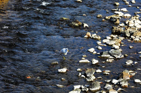 Λευκό Ερωδιός Τρώνε Ψάρια Στον Ποταμό Ιαπωνία — Φωτογραφία Αρχείου