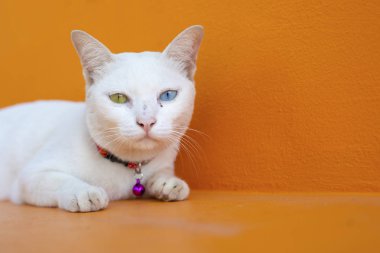 iki farklı göz renkli kedi vardır.