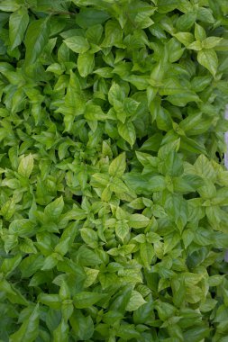 Yeşil yaprakları doğal arka planı için