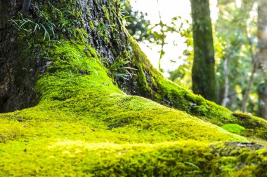 Yeşil yosun datyime ağaç kökü çevresinde