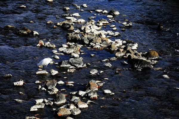 Héron Blanc Manger Poisson Dans Rivière Japon — Photo