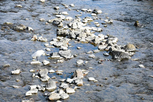 Héron Blanc Manger Poisson Dans Rivière Japon — Photo