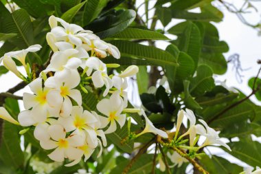 Çiçekli bitkiler dogbane ailesinde, Apocynaceae Frangipani cins. Yaprak döken çalı veya küçük ağaçlar en tür vardır.