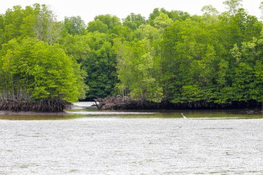 mangrov orman chanthaburi Eyaleti, Tayland bulunmaktadır..