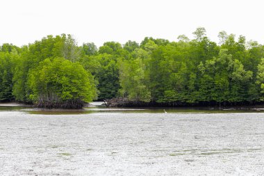 mangrov orman chanthaburi Eyaleti, Tayland bulunmaktadır..