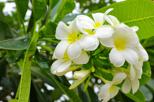 Frangipani Genus Flowering Plants Dogbane Family Apocynaceae Most Species Deciduous — Stock Photo, Image