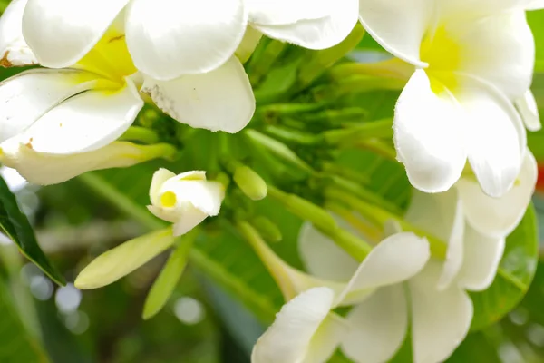 夹竹桃科罗布麻家族开花植物的花素属 大多数物种是落叶灌木或小乔木 — 图库照片