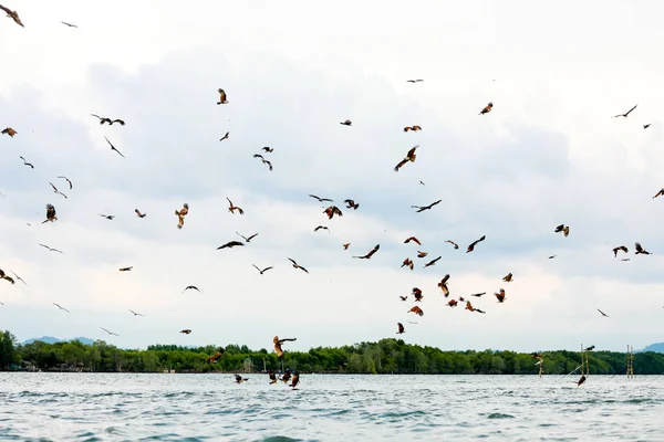 Brahminy Kite Red Backed Sea Eagle Fly Sea Chanthaburi Province — Stock Photo, Image