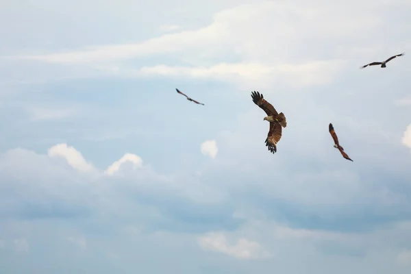 Brahminy Kite Red Backed Sea Eagle Fly Sea Chanthaburi Province —  Fotos de Stock