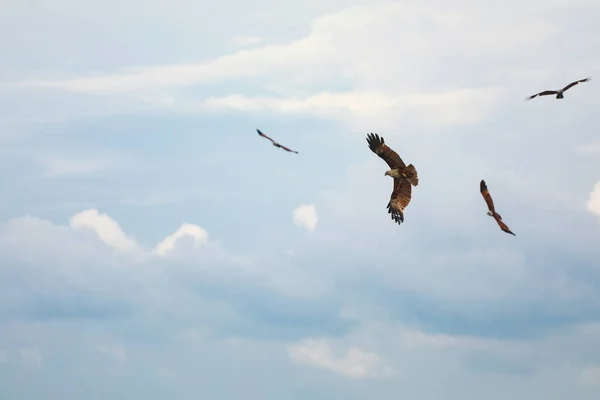 Kite Brahminy Águia Mar Apoiada Pelo Vermelho Voa Sobre Mar — Fotografia de Stock