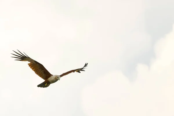 Brahminy Kite Κόκκινο Backed Θάλασσα Αετός Πετάει Πάνω Από Θάλασσα — Φωτογραφία Αρχείου