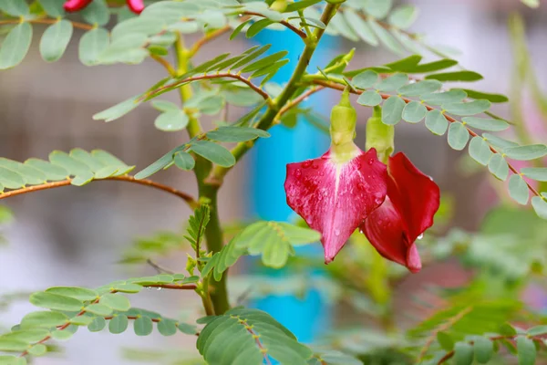 Albero Cassia Baccello Rame Tailandese — Foto Stock