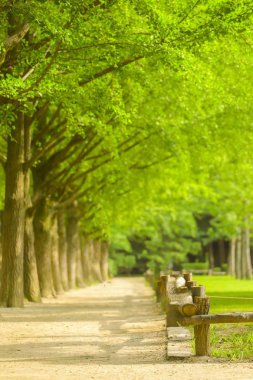 Ağaçlar doğal park.
