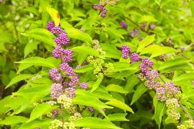 Güzellik çilek ağacı ya da Amerikalı, Callicarpa americana, Olgun mor ya da çalı olgunlaşmamış yeşil mor çilek ile geçiş
