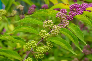 Güzellik çilek ağacı ya da Amerikalı, Callicarpa americana, Olgun mor ya da çalı olgunlaşmamış yeşil mor çilek ile geçiş