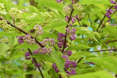 Güzellik çilek ağacı ya da Amerikalı, Callicarpa americana, Olgun mor ya da çalı olgunlaşmamış yeşil mor çilek ile geçiş