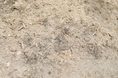 Biyo-elektrik enerji yakma için kuru şeker kamışı kullanımı