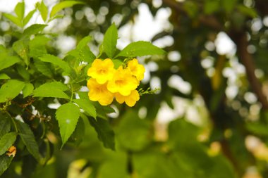 Allamanda sarı Allamanda birçok katmanları yaprakları, zakkum Allamanda, Bush Allamanda. Bilimsel adı: Allamanda Cathartica L. var. Williamsii (Auct.) L.H.Bailey