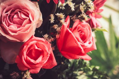 gül çiçek doğal arka planı için