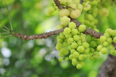 Ağaç üzerinde yıldız bektaşi üzümü