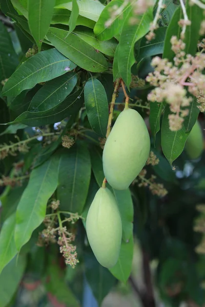 Mango Kertben — Stock Fotó