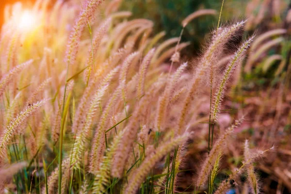 Grasblumen Auf Dem Feld Für Natürlichen Hintergrund — Stockfoto