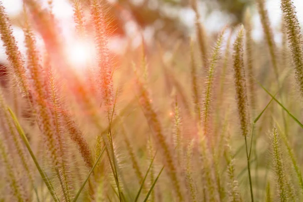 Grass Flowers Field Natural Background — Stock Photo, Image