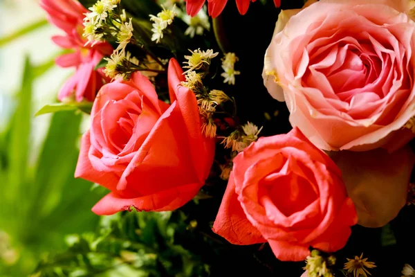 Rózsa Virágok Természetes Háttér — Stock Fotó