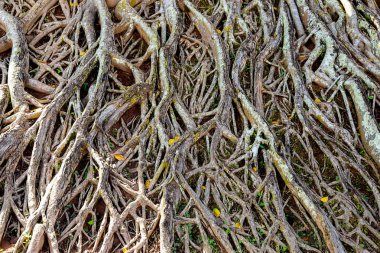 Büyük ağaç köklerinin.