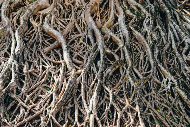 Büyük ağaç köklerinin.